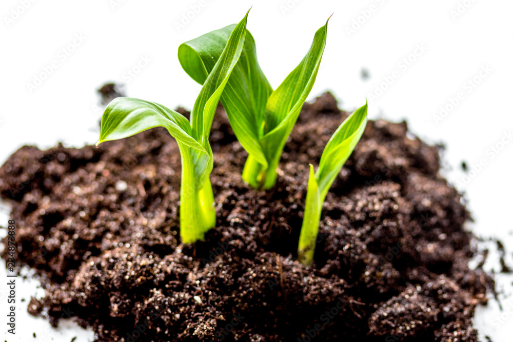 Concept birth of idea- sprout from soil on white background Concept birth of idea- sprout from soil on white background