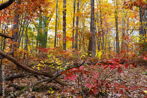 Pennsylvania Forest Alive In Fall Colors, Golden Yellow, Orange And Red Leaves Adorn Oak, Birch, Maple, Beech And Sycamore Hardwood Trees.