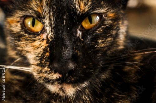 Foto Ferocidade de um olhar felino