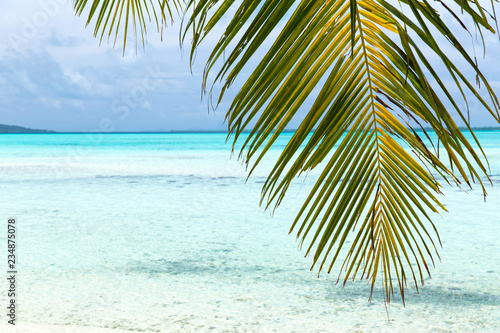 travel, seascape and nature concept - tropical beach with palm tree in french polynesia © Syda Productions