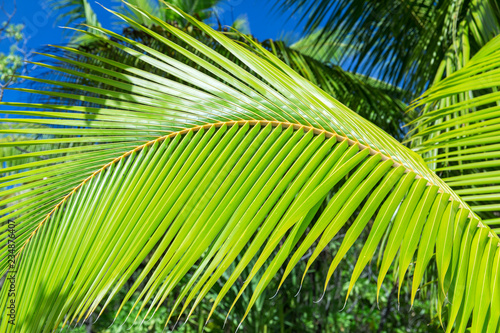 summer and exotic nature concept - green palm tree branch