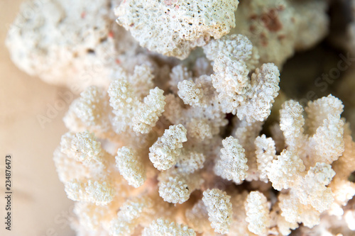 invertebrate, wildlife and nature - close up of hard stony coral photo