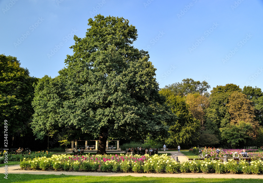 Baum im Großer Garten, Dresden, Sachsen, Deutschland, Europa