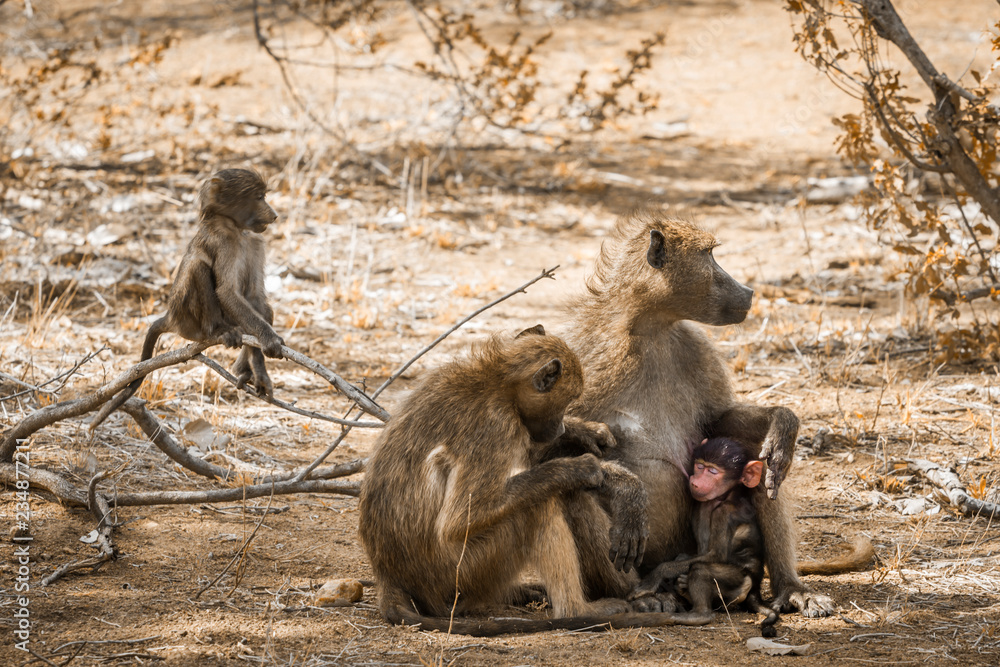 Chacma baboon family bonding in Kruger National park, South Africa Chacma baboon family bonding in Kruger National park, South Africa