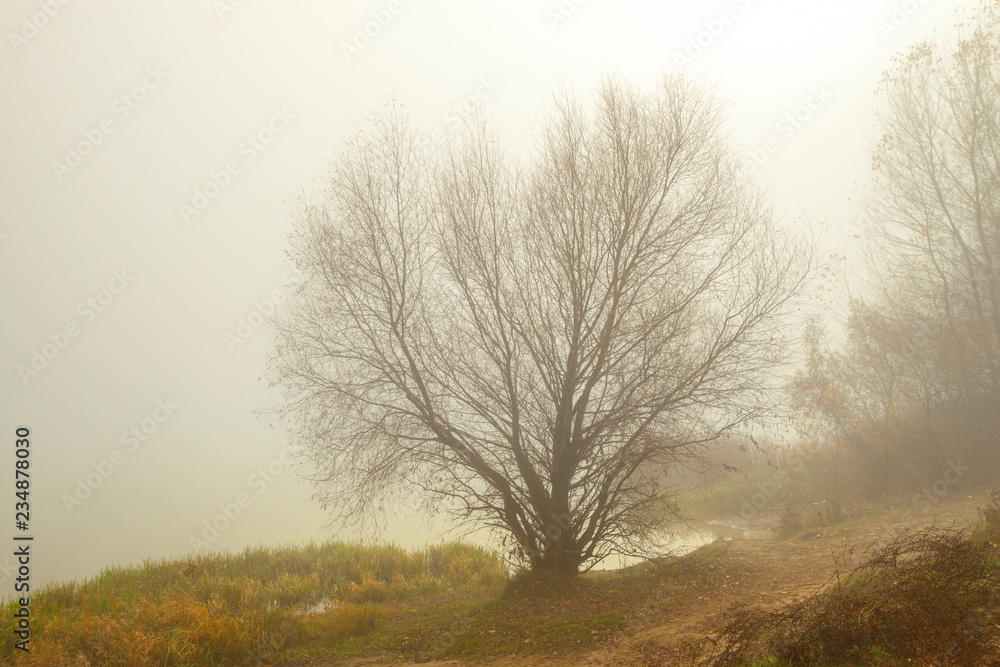 Misty morning on the lake. Trees and grass near water. Calm autumn landscape. Misty morning on the lake. Trees and grass near water. Calm autumn landscape.