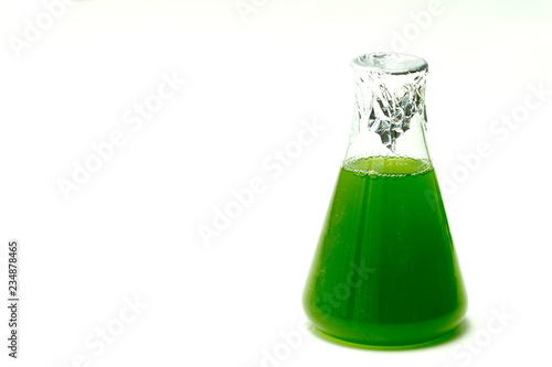 Marine plankton or Microalgae culture into  Erlenmayer flask in Scientific laboratory