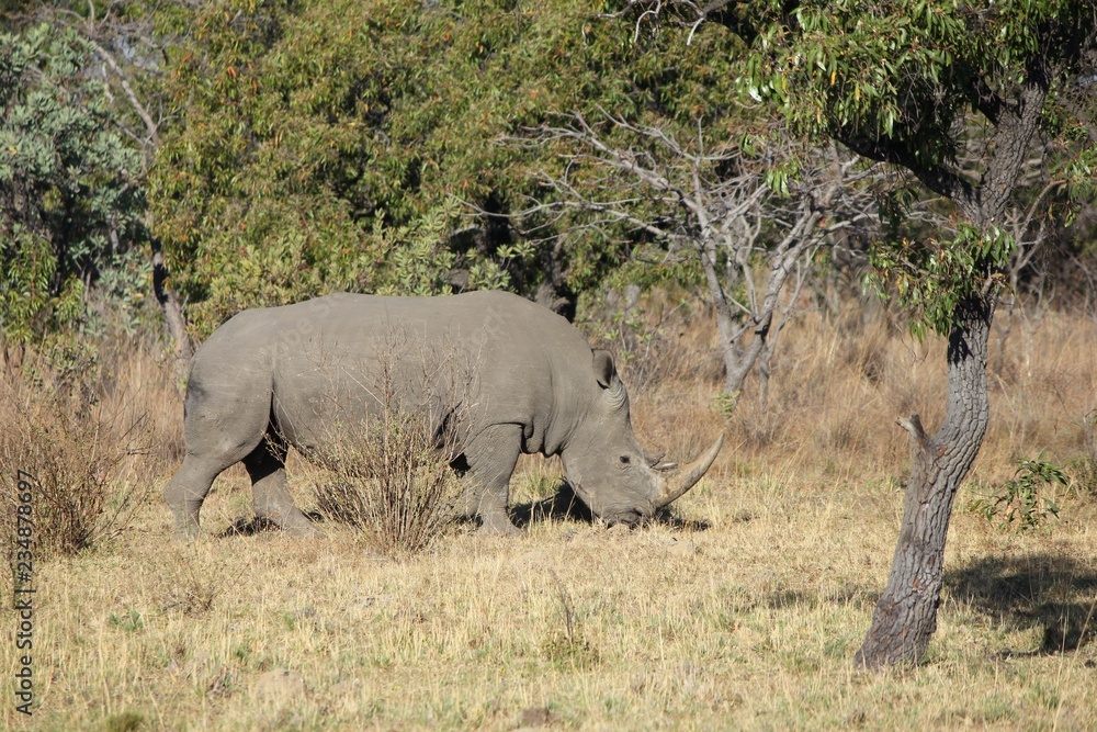 Fototapeta premium Afrika Botswana Natur Tiere