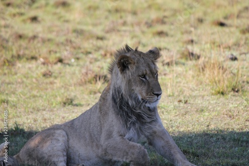 Afrika Botswana Natur Tiere
