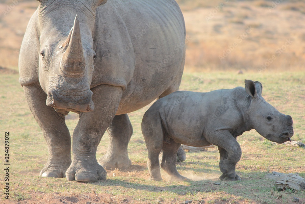 Obraz premium Afrika Botswana Natur Tiere