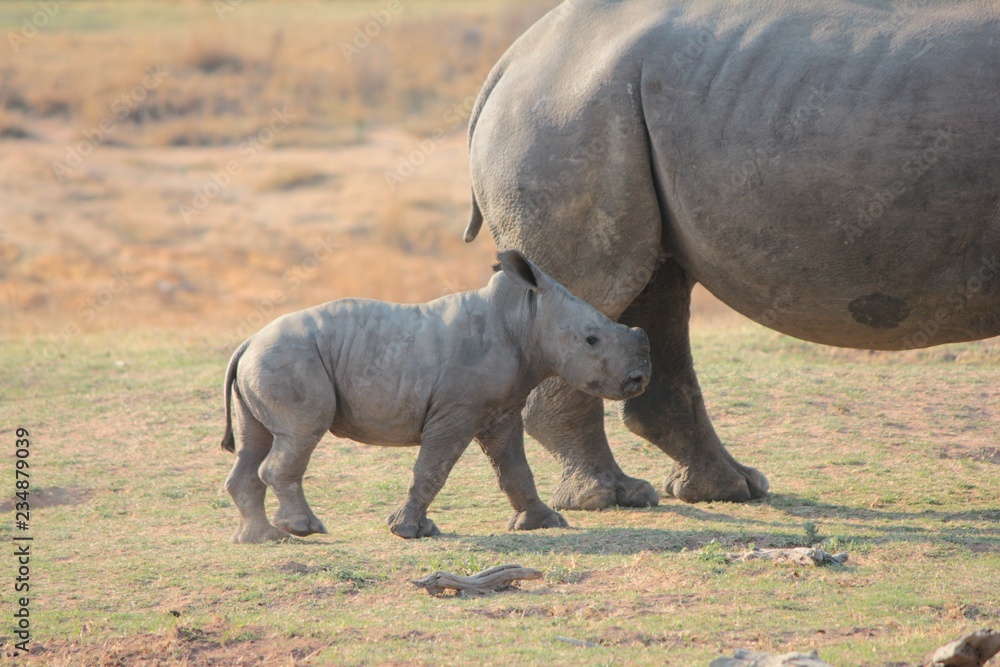 Fototapeta premium Afrika Botswana Natur Tiere