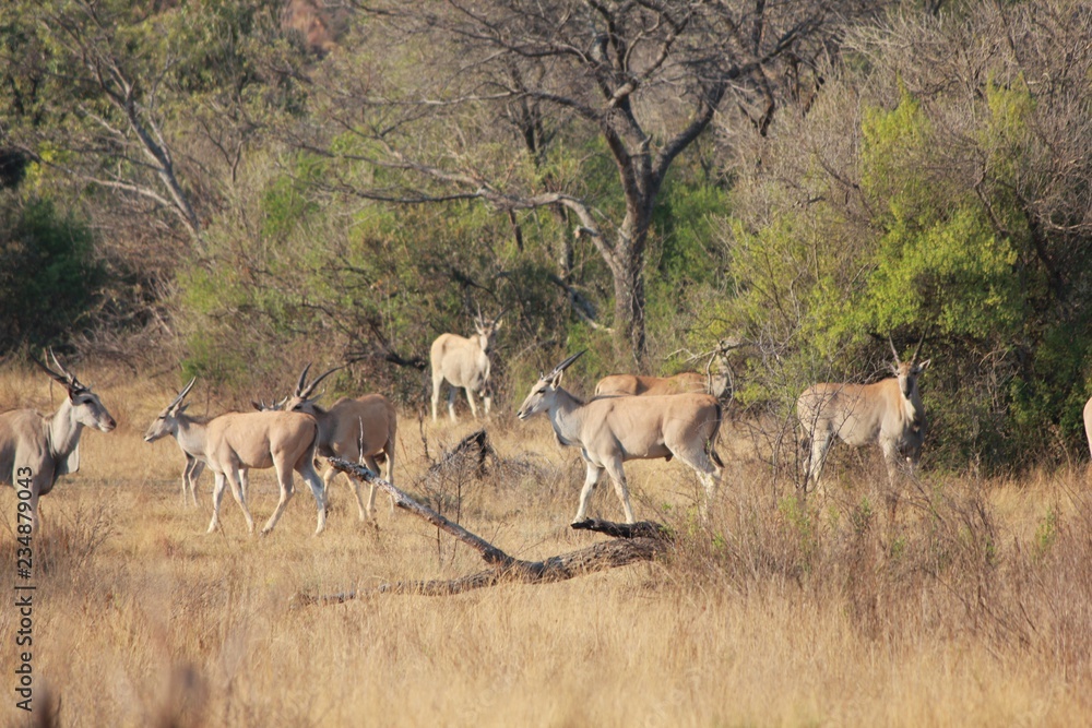 Afrika Botswana Natur Tiere Afrika Botswana Natur Tiere