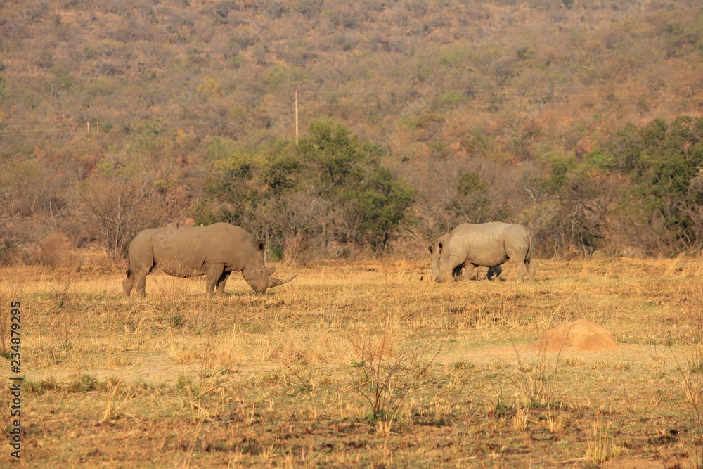 Afrika Botswana Natur Tiere Afrika Botswana Natur Tiere