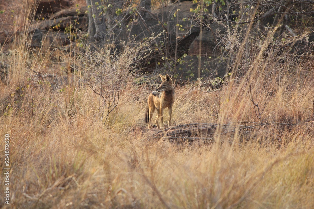 Obraz premium Afrika Botswana Natur Tiere