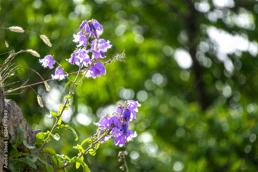natural green background with bell flowers. natural green background with bell flowers.