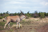 Common eland horned male walking in Kruger National park, South Africa ; Specie Taurotragus oryx family of Bovidae