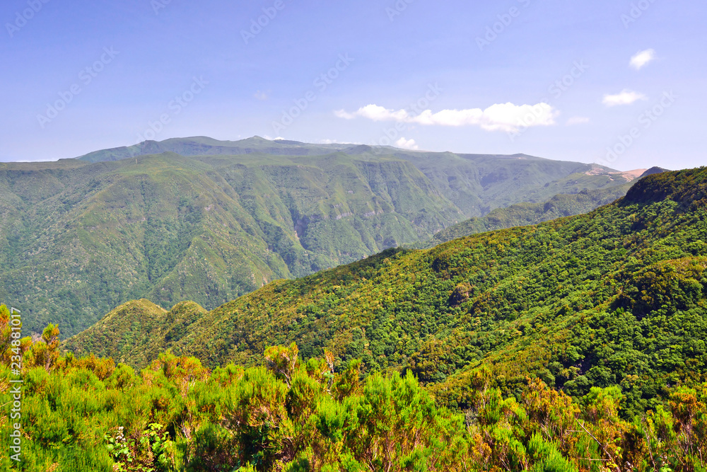 Bispo Forest Park, Madeira Island, Portugal