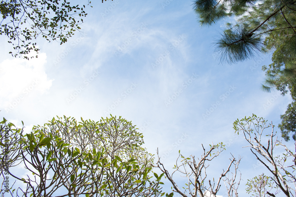 Obraz premium Frangipani tree flower on blue sky background