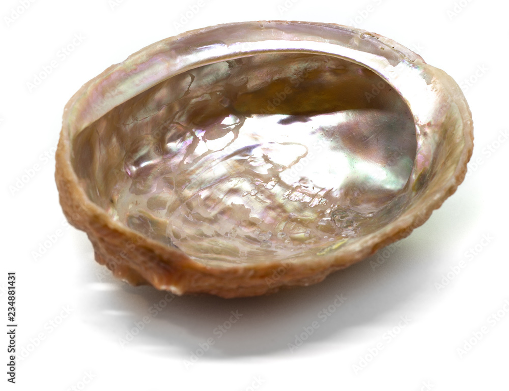 Beautiful natural abalone shell on a white background isolated Beautiful natural abalone shell on a white background isolated