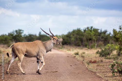 Common eland horned male crossing dirt road in Kruger National park  South Africa   Specie Taurotragus oryx family of Bovidae