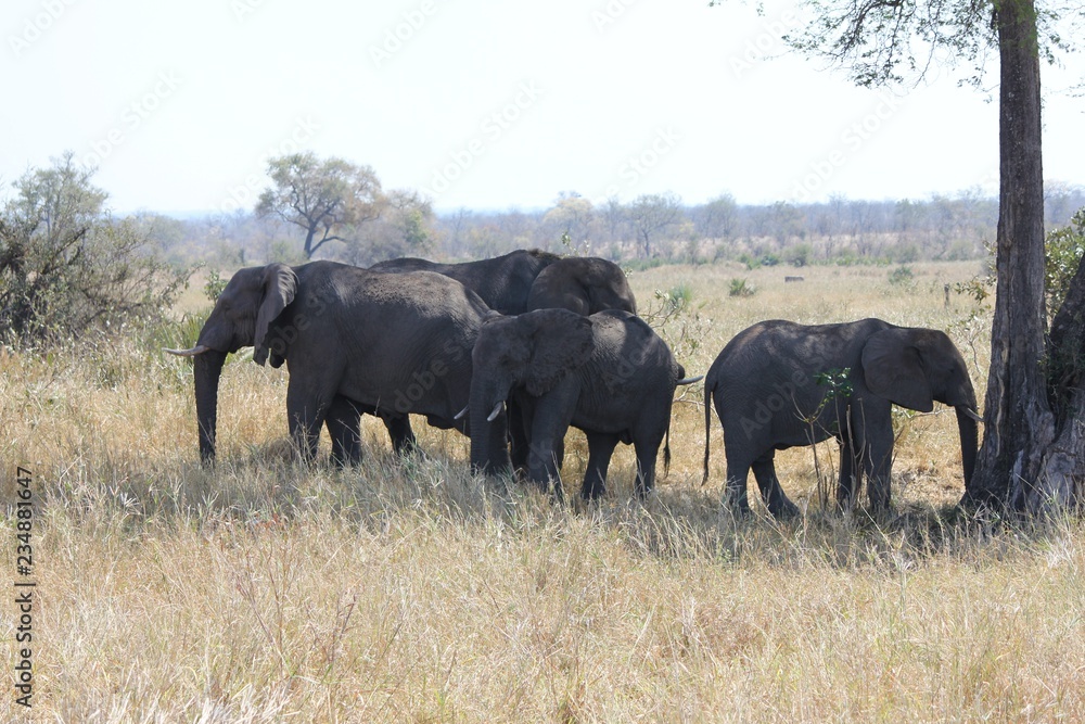 Afrika Botswana Natur Tiere Afrika Botswana Natur Tiere