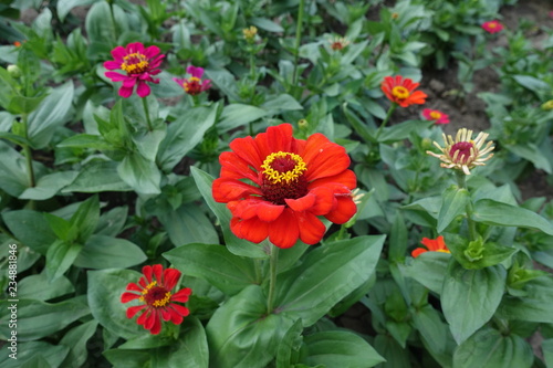 Bright red flower head of zinnia elegans in the flowerbed © Anna