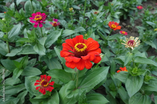 Bright red flower head of zinnia elegans in the flowerbed