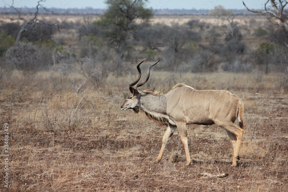 Afrika Botswana Natur Tiere Afrika Botswana Natur Tiere