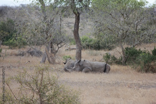 Afrika Botswana Natur Tiere