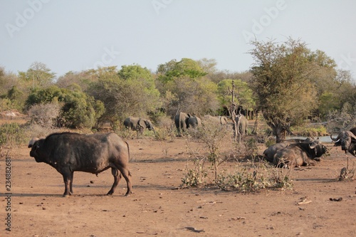 Afrika Botswana Natur Tiere