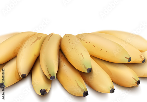 Bananas Vector isolated watercolor style. Exotic fruits detailed illustrations