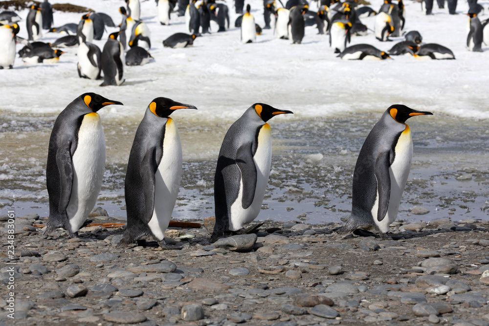 Fototapeta premium Four king penguins walk in a row on Salisbury Plain on South Georgia in Antarctica