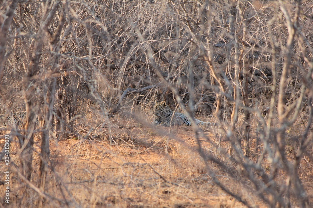 Afrika Botswana Natur Tiere Afrika Botswana Natur Tiere