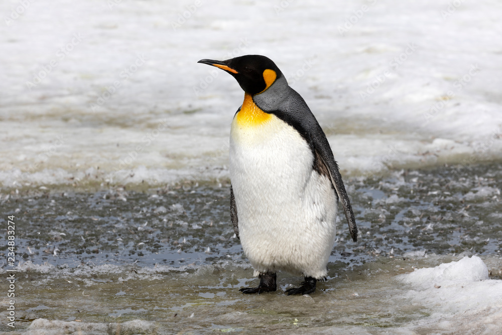 Naklejka premium A juvenile king penguin waddles in the slush on Salisbury Plain on South Georgia in Antarctica