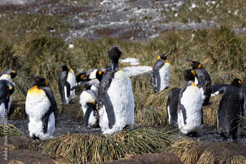 A young king penguin moult and removes his old plumage with his beak on Salisbury Plain on South Georgia in Antarctica