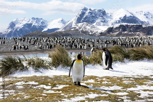 Two king penguins are in the foreground in front of their colony on Salisbury Plain on South Georgia in Antarctica