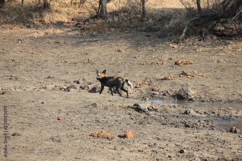 Afrika Botswana Natur Tiere photo