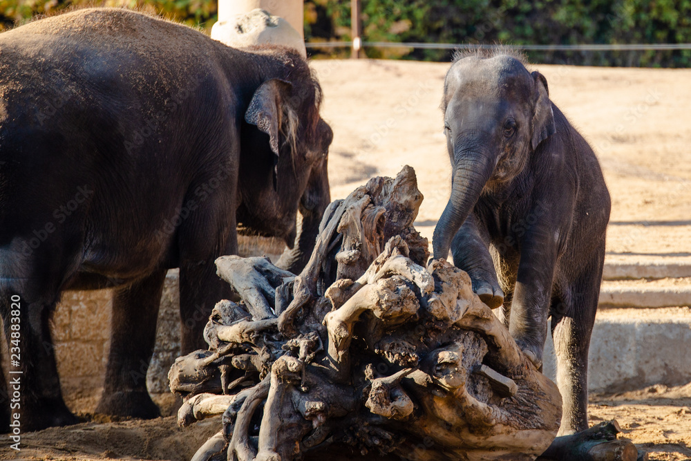 Fototapeta premium Elefant 1