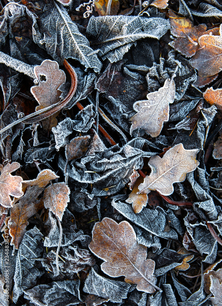 Frosted autumn foliage Frosted autumn foliage