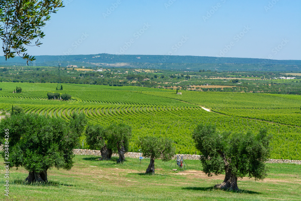 Fototapeta premium Vineyards and very old olive trees in Apulia, Italy, famous center of wine and extra virgine olive oil production