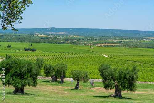 Vineyards and very old olive trees in Apulia, Italy, famous center of wine and extra virgine olive oil production