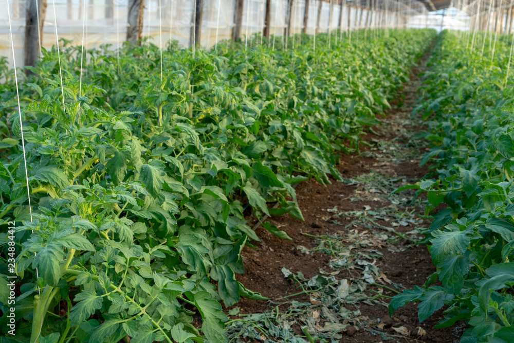 Bio farming in Italy, cultivation of tomatoes in greenhouse, agriculrutal region near Fondi, Lazio, Italy