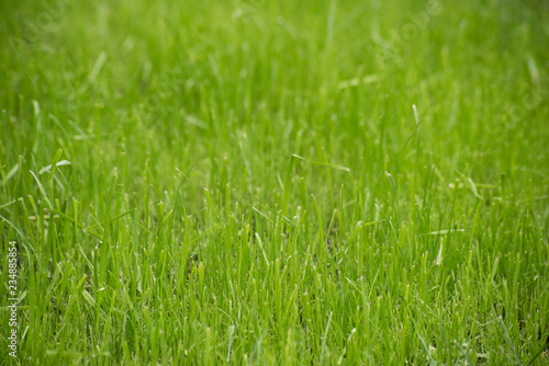 Simple background with real green grass