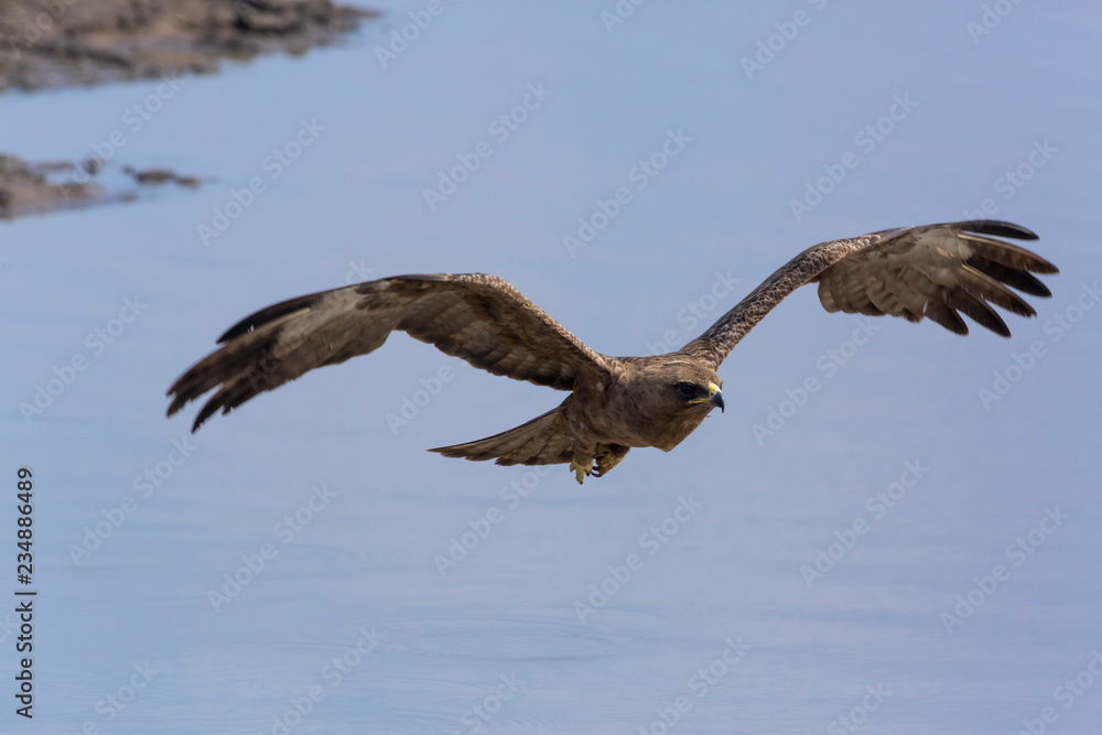 Wahlberg's Eagle flying in front view in Kruger National park, South Africa ; Specie Hieraaetus wahlbergi family of Accipitridae Wahlberg's Eagle flying in front view in Kruger National park, South Africa ; Specie Hieraaetus wahlbergi family of Accipitridae