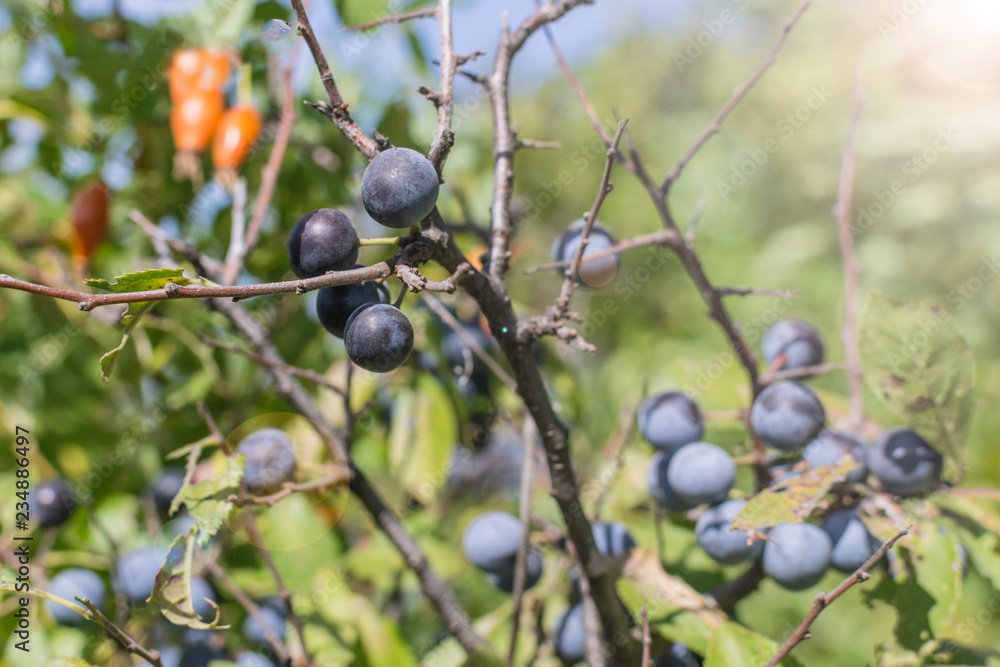 wild plum on a branch