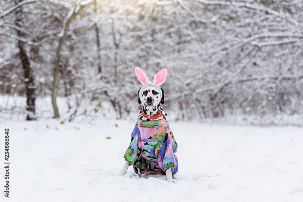 Dalmatian Dog In Winter In Snow. Cute dalmatian dog with rabbit ears. Dog in pink bunny costume in the winter forest