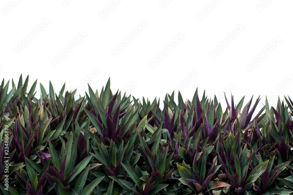 Obraz premium Tradescantia spathacea