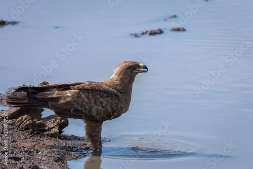Wahlberg's Eagle drinking in waterhole in Kruger National park, South Africa ; Specie Hieraaetus wahlbergi family of Accipitridae