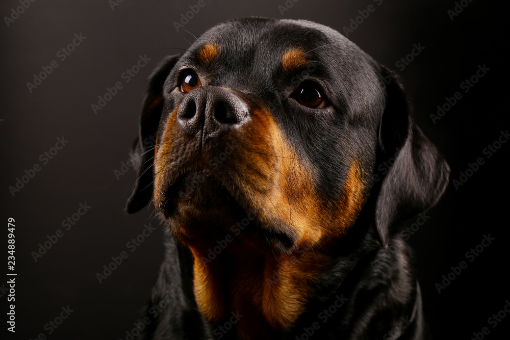 Beautiful dog Rottweiler on a black background close-up