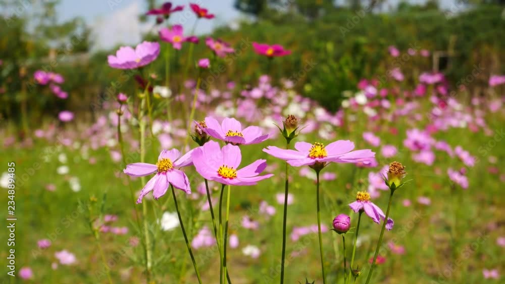 pink flower in nature,outdoor summer