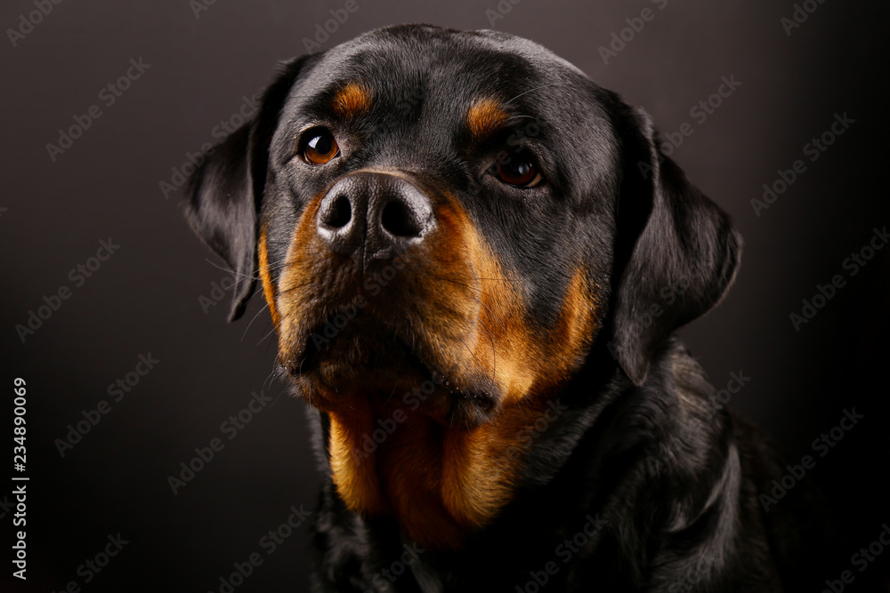 Obraz premium Beautiful dog Rottweiler on a black background close-up